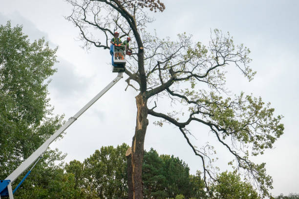 Large Tree Removal in Tainter Lake, WI